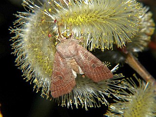 Orthosia ella