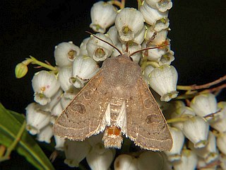 Orthosia ella