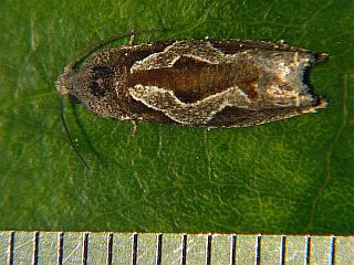 Epiblema foenellum