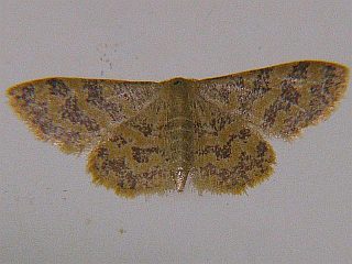 Idaea auricruda