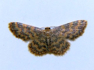 Idaea auricruda