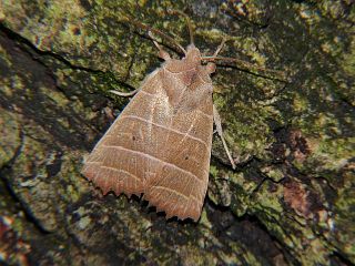 Eupsilia strigifera