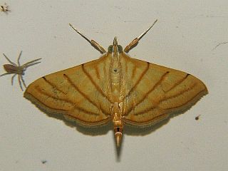 Pagyda quadrilineata