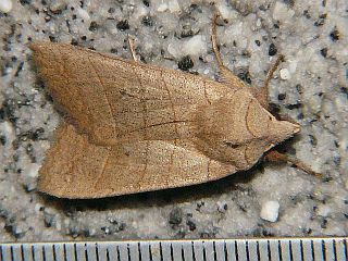 Eupsilia quadrilinea