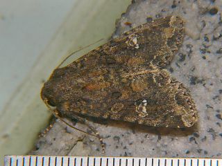 Mamestra brassicae