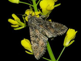 Mamestra brassicae