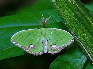 Comibaena procumbaria