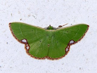Comibaena procumbaria