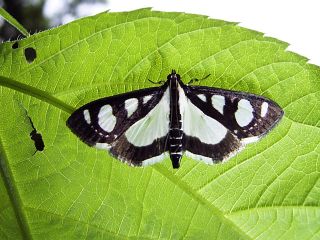 Talanga quadrimaculalis