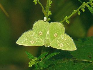 Thetidia albocostaria