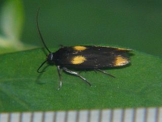 Scythris sinensis