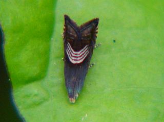 Grapholita delineana