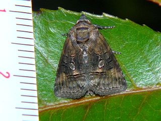 Abrostola abrostolina