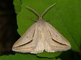 Melapia electaria