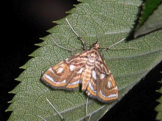 Paracymoriza prodigalis