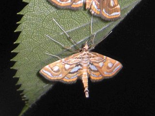 Paracymoriza prodigalis