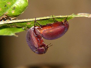 Maladera castanea