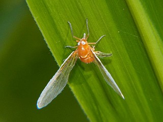 Diostrombus politus
