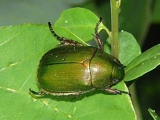 Anomala albopilosa