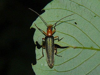 Xanthochroa waterhousei