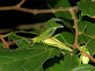 Truljalia hibinonis