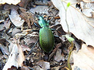 Carabus insulicola