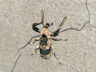 Gasterocercus longipes