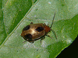 Paridea angulicollis