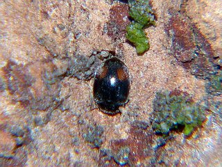 Nephus phosphorus