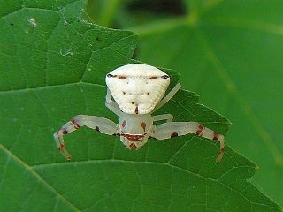 Thomisus labefactus