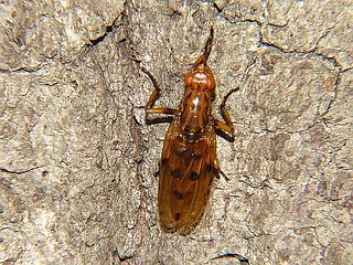 Dryomyza formosa