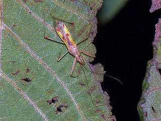 Gorpis japonicus