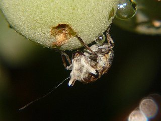 Exechesops leucopis