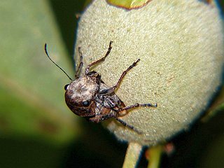 Exechesops leucopis