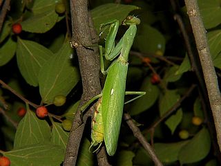 Tenodera aridifolia