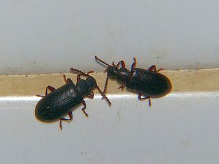 Luprops orientalis