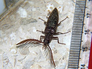 Pectocera fortunei