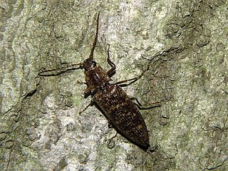 Pectocera fortunei