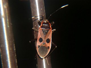 Physopelta parviceps
