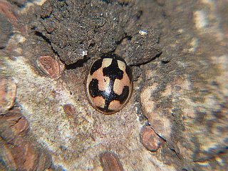 Propylaea japonica