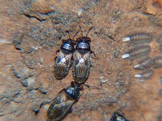 Dimorphopterus bicoloripes