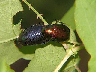 Anomala rufocuprea