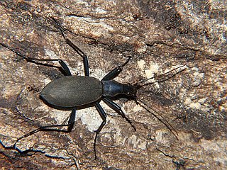 Damaster blaptoides oxuroides