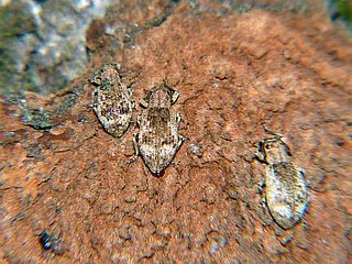 Pseudoedophrys hilleri