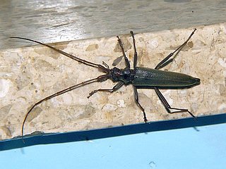 Distenia gracilis gracilis