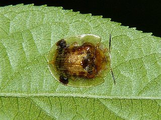 Cassida versicolor