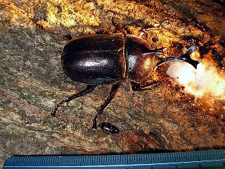 Trypoxylus dichotoma