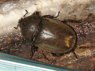 Trypoxylus dichotoma