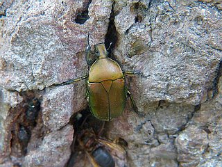 Rhomborrhina japonica