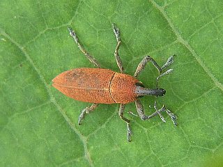 Lixus impressiventris